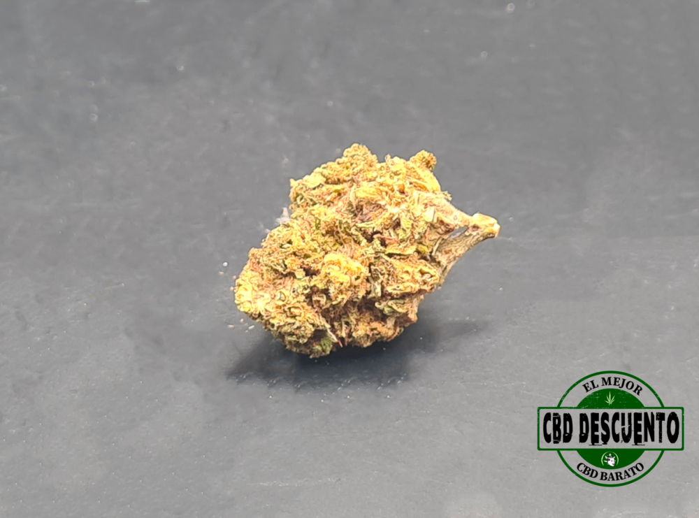 BLUEBERRY SMALL - GREENHOUSE OK