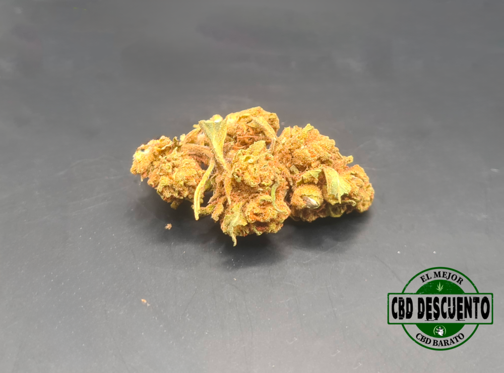 DREAM BERRY - GREENHOUSE